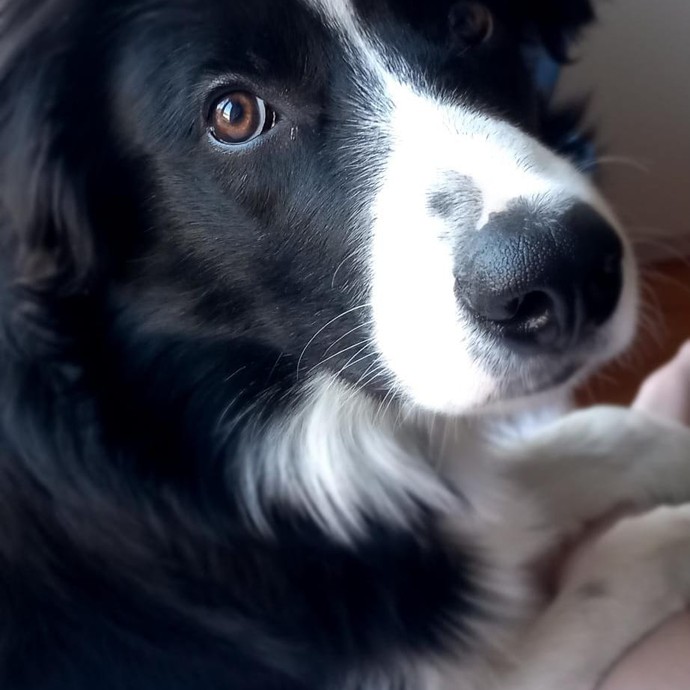 Lesehund Coopa (vergrößerte Bildansicht wird geöffnet)