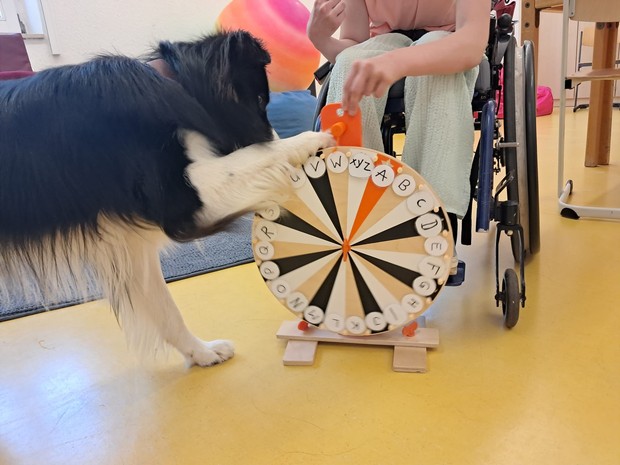 Lesehund Coopa Lesehund Coopa