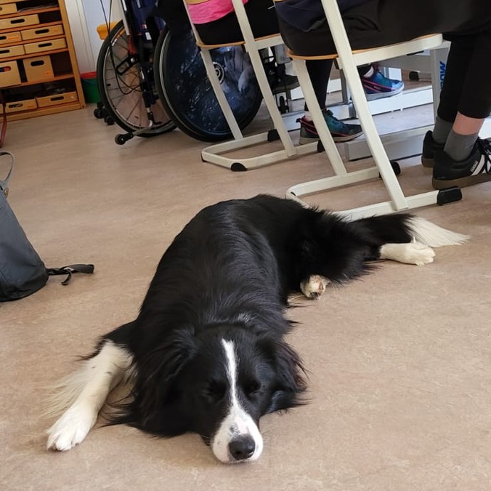 Lesehund Coopa (vergrößerte Bildansicht wird geöffnet)